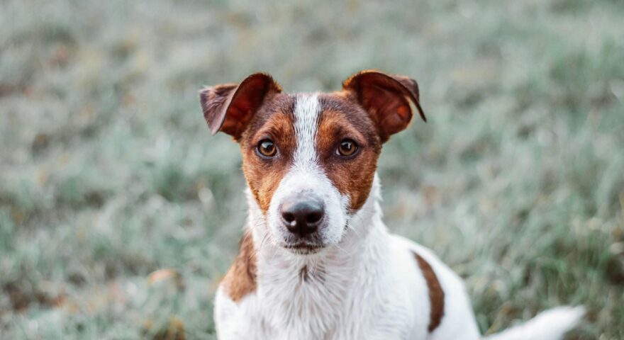 pexels-edyttka-stawiarska-1763030-29214594(3)