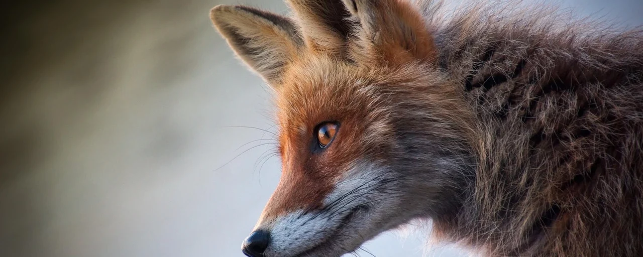 rottonara-fox-4589927_1280