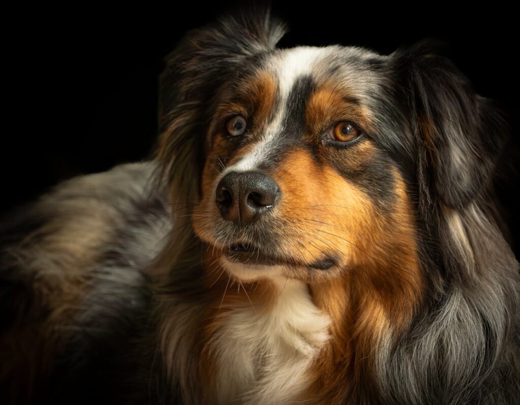 Chien