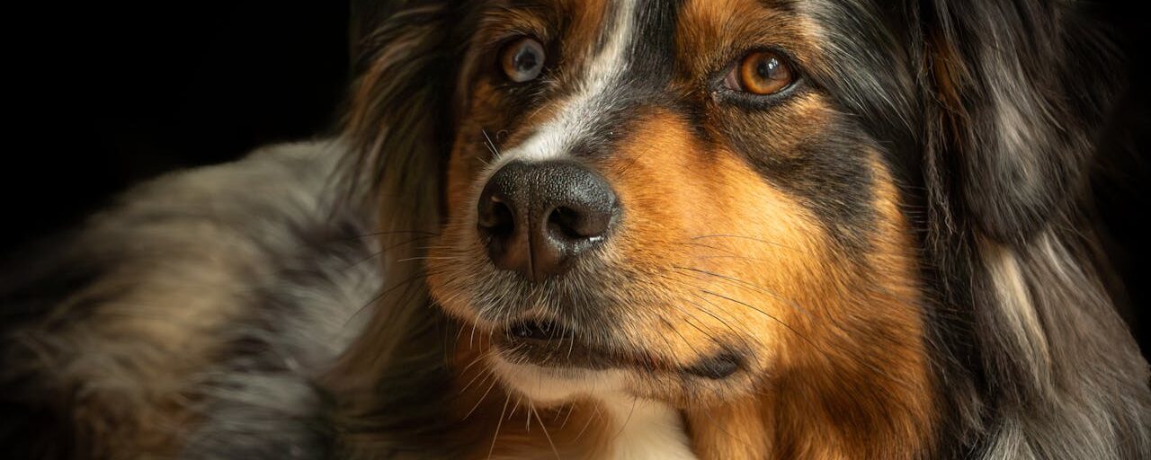 Chien Chien