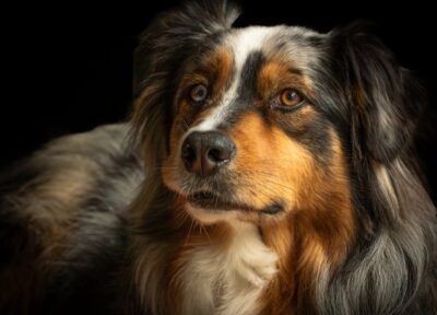 Chien