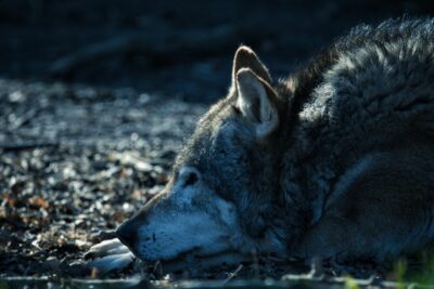 Loup