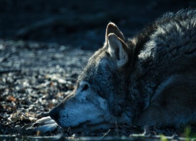 Loup