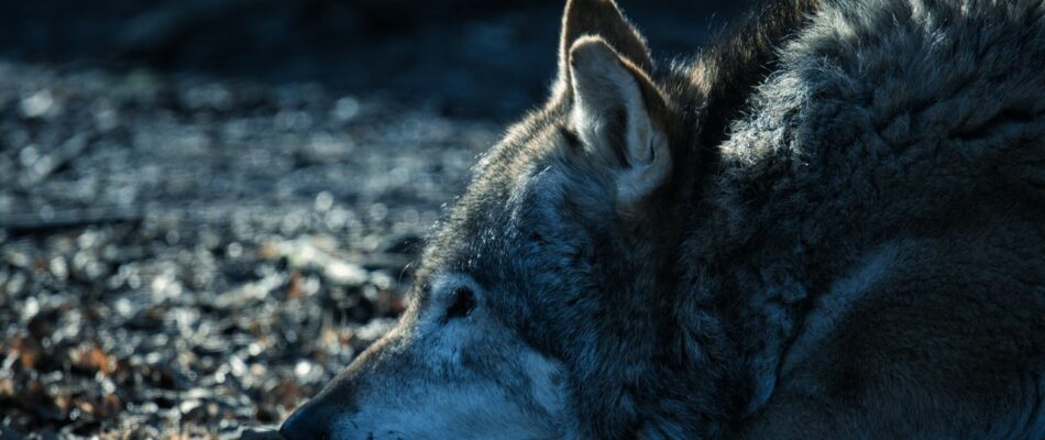 pexels-bigworldinalens-55952276-11172318(1) Loup