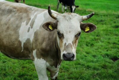 Vache