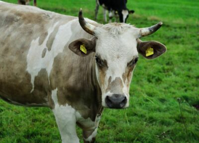 Vache