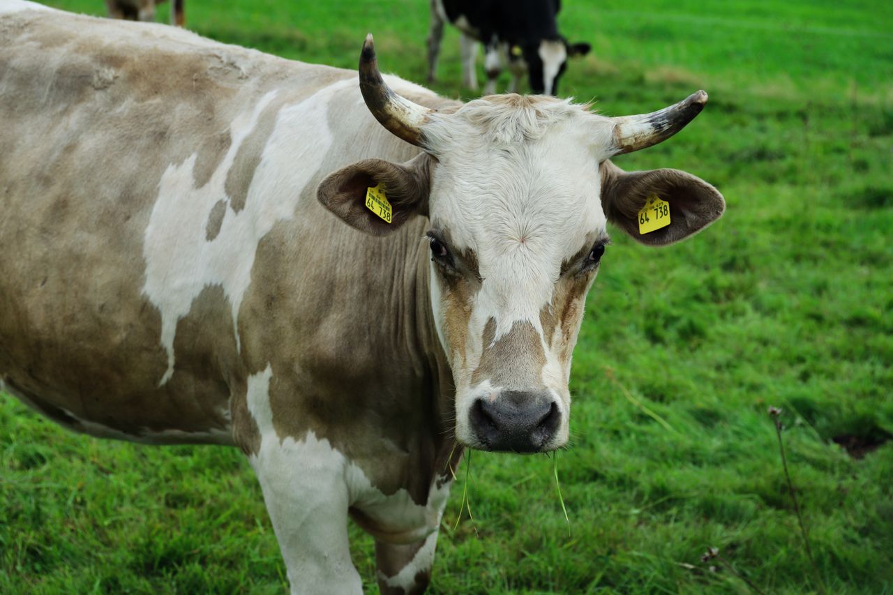 Vache