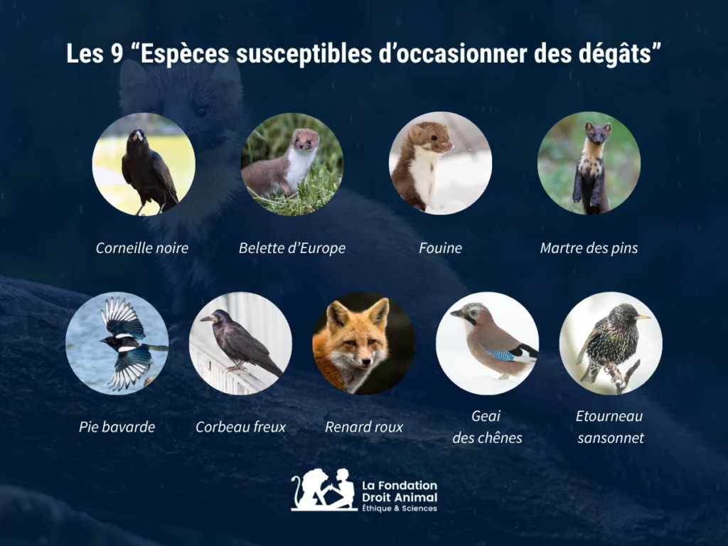 La liste des 9 ESOD : Corneille noire
Belette d’Europe
Fouine
Martre des pins
Pie bavarde
Geai des chênes
Corbeau freux
Etourneau sansonnet
Renard roux