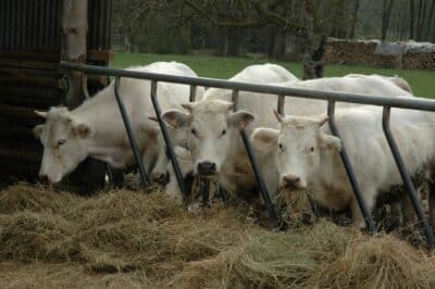 Cows