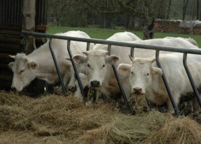 Cows