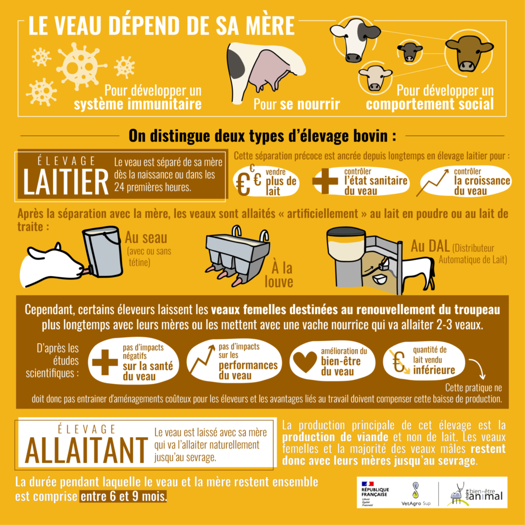 Illustration : les veaux ont besoin de leur mère, chaire bien-être animal