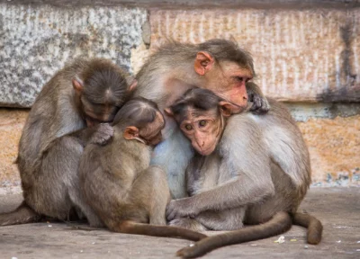 famille de singes