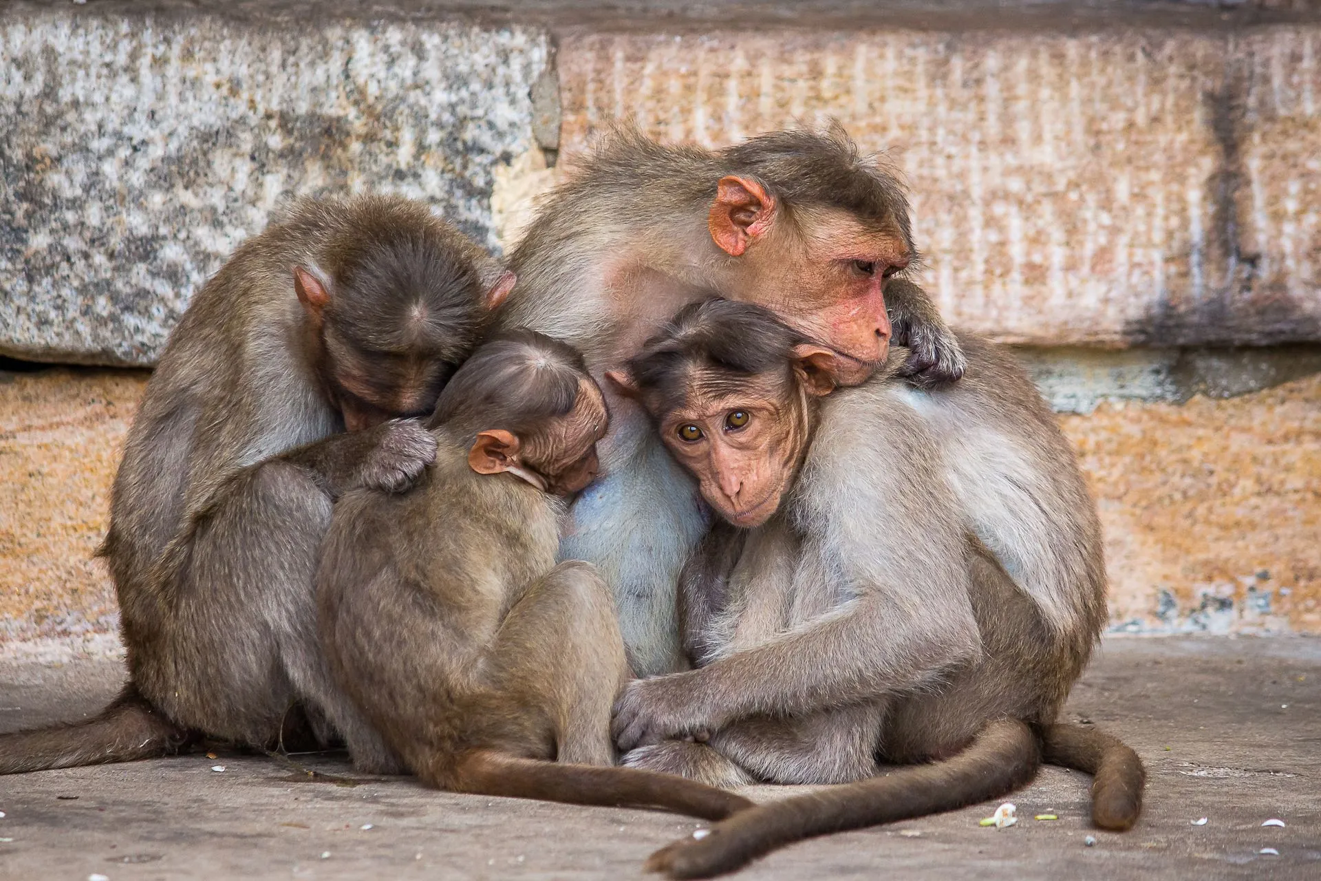 famille de singes