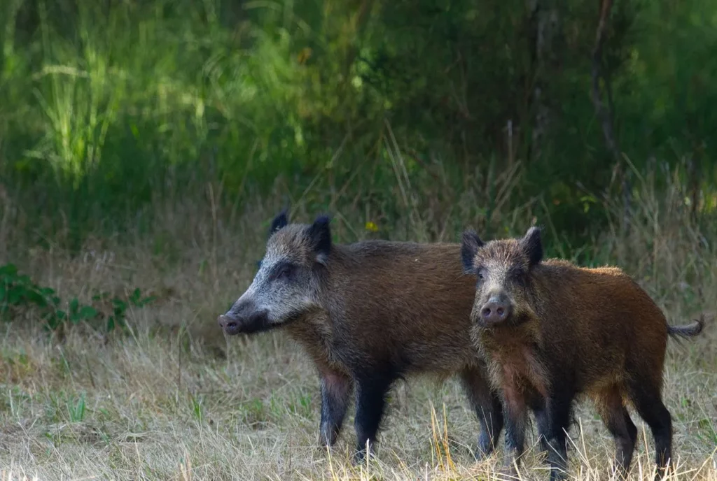 Sangliers dans la nature