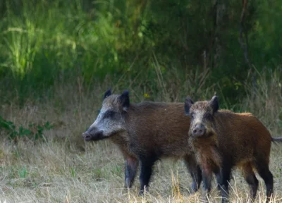 Sangliers dans la nature