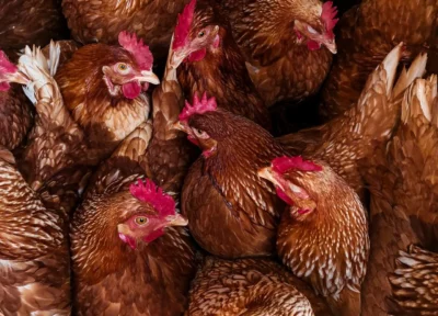 Poulets entassés