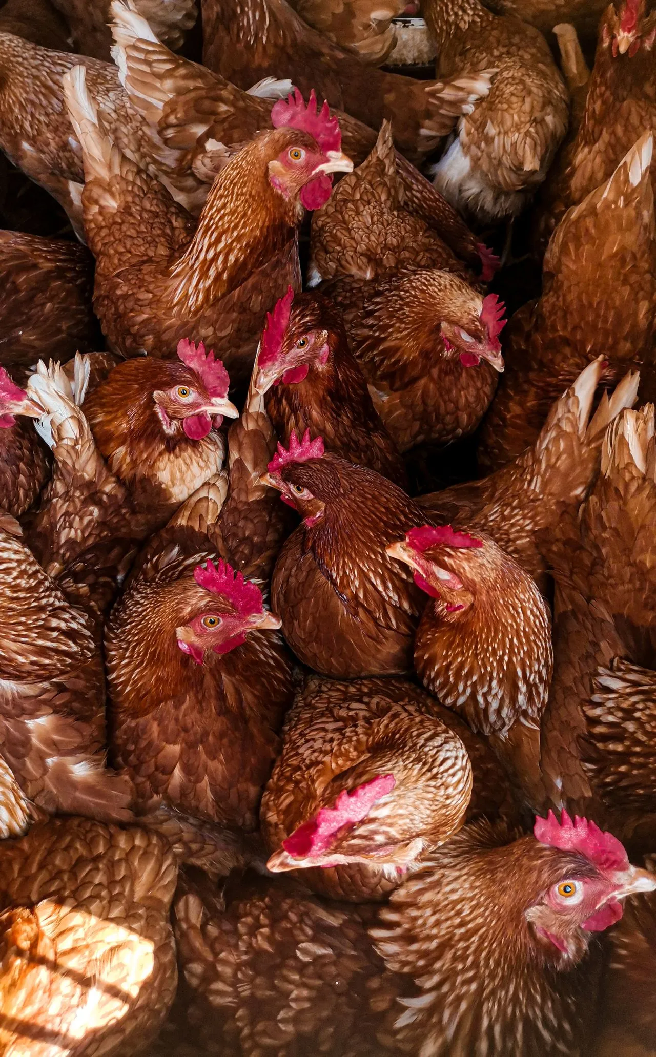 Poulets entassés
