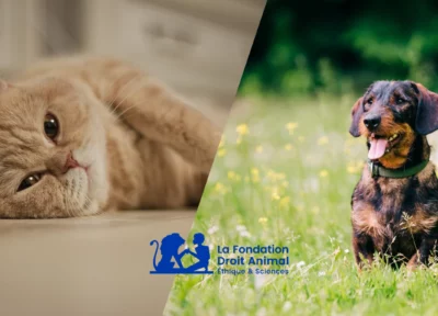 Chat et chien