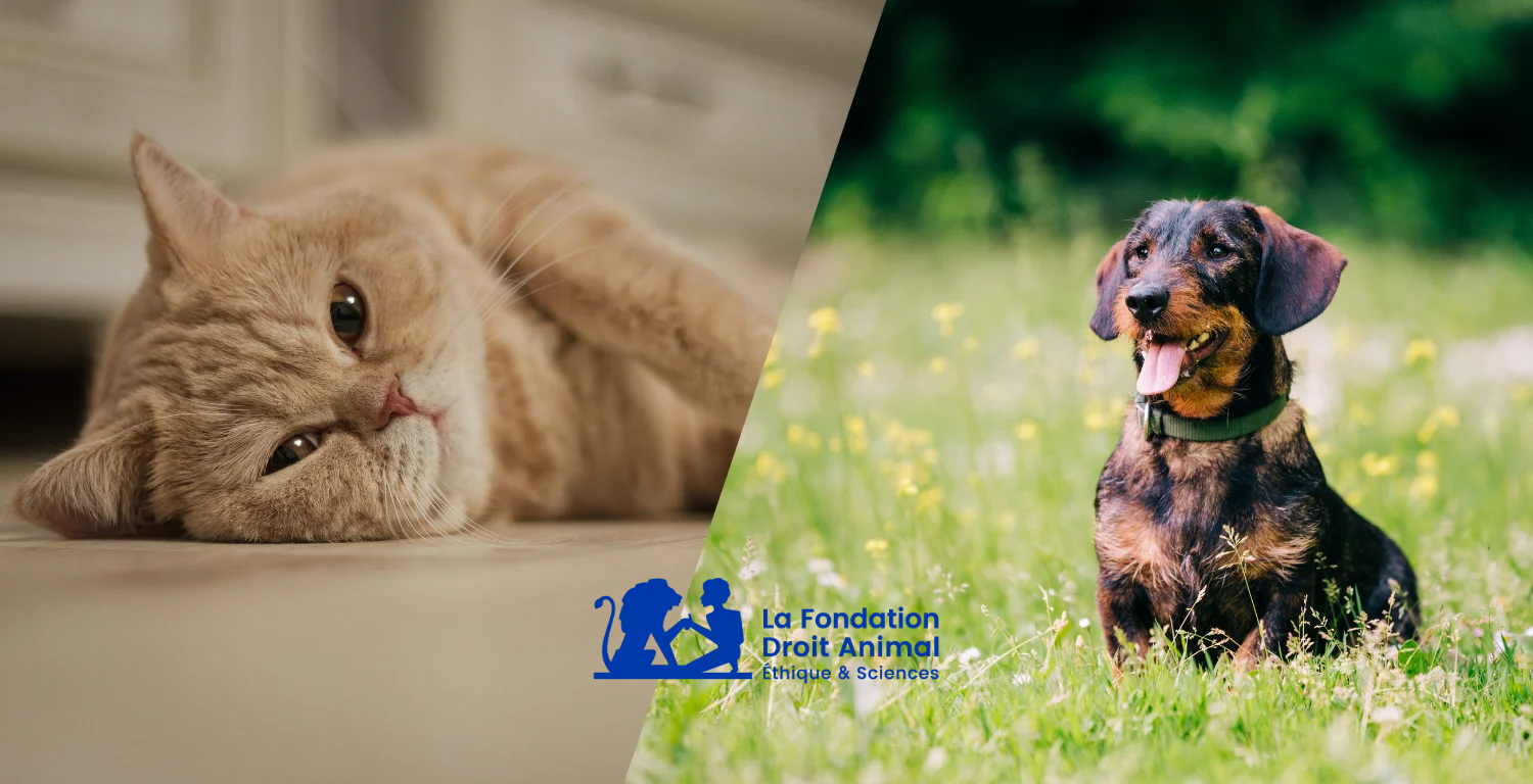 Chat et chien