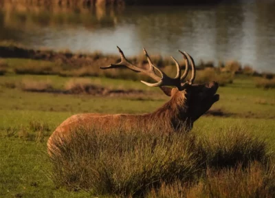 Cerf