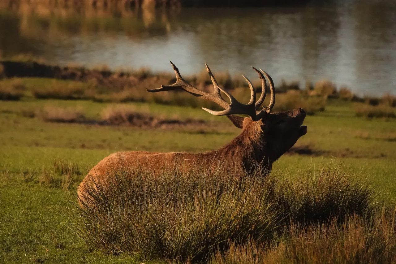 Cerf